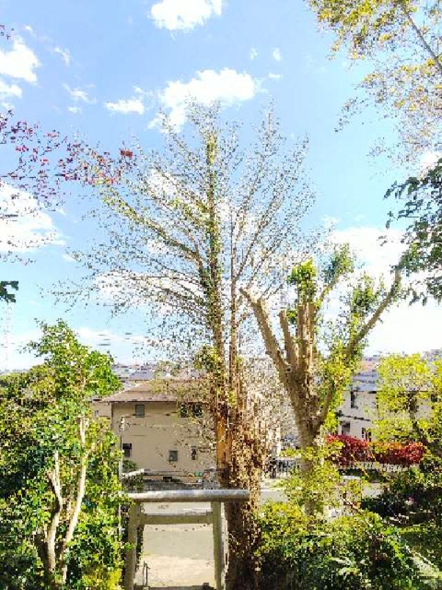 神奈川県横浜市青葉区恩田町 子ノ辺神社の写真17