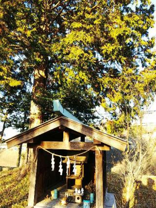 諏訪神社の参拝記録(またたびさん)