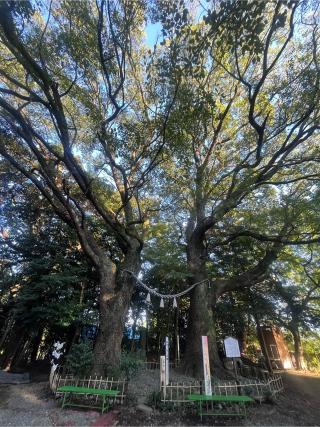 大津日吉神社の参拝記録(みんきちさん)