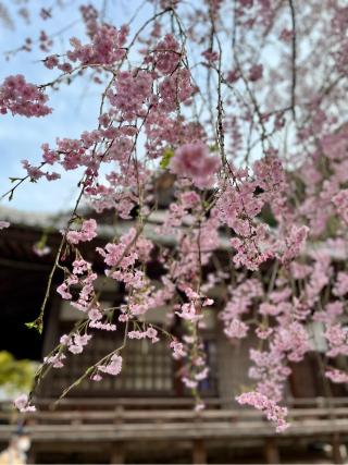 長等山 園城寺(三井寺) 微妙寺の参拝記録(qo_opさん)