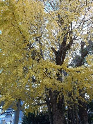 二日市八幡宮の参拝記録(ゆみねえさん)