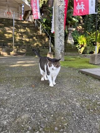 吾平津神社(乙姫神社)の参拝記録(みさちさん)