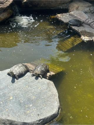 お亀明神社（亀山八幡宮末社）の参拝記録(ユウさん)