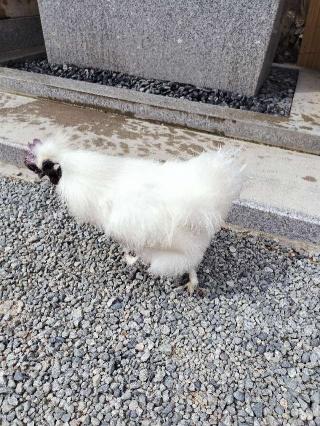 高屋敷稲荷神社の参拝記録(ハシさん)
