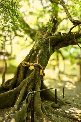 八大龍王水神社の参拝記録(mmかずやmmさん)
