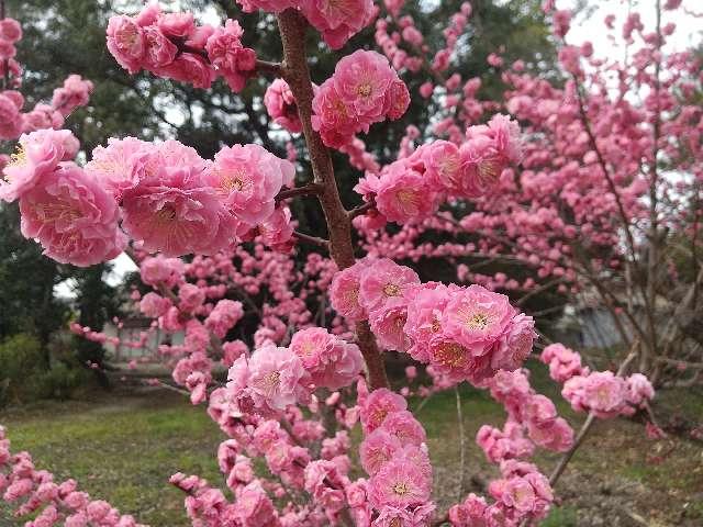 他田坐天照御魂神社の参拝記録1