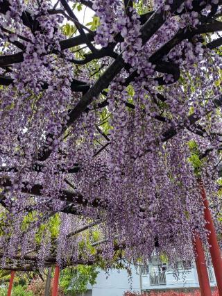 摩利支神社の参拝記録(こまいぬおさん)