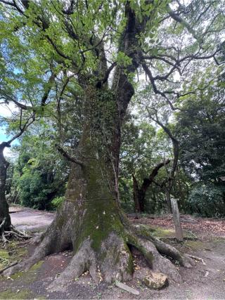 綾神社の参拝記録(みーさん)