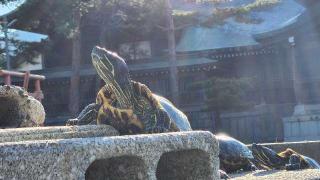 水俣八幡宮(濱八幡宮)の参拝記録(ゆきみぃさん)