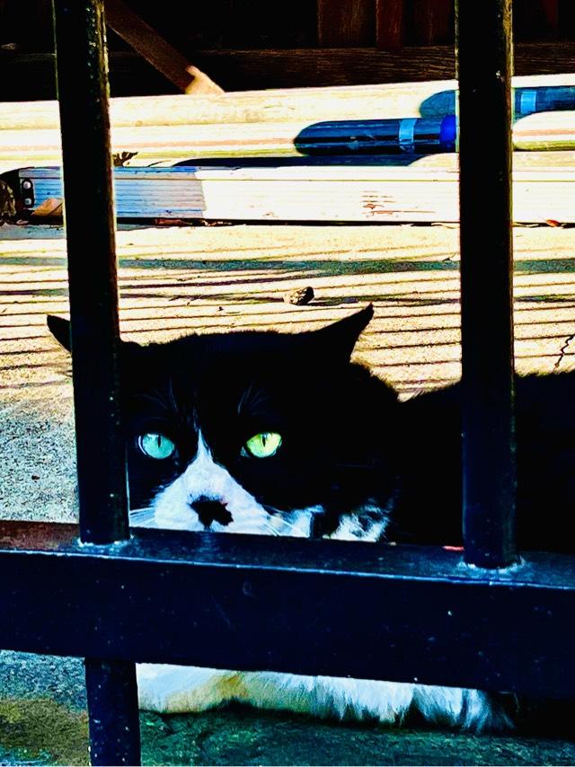 南品川諏訪神社の参拝記録6