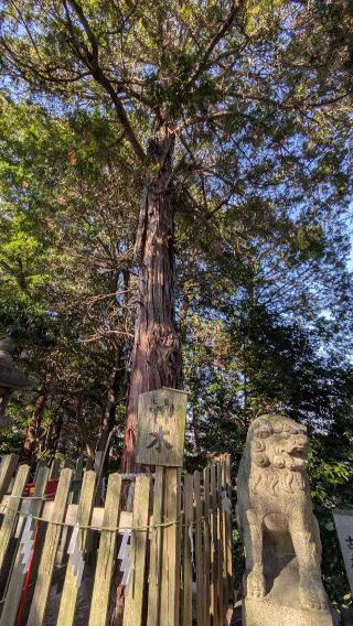 大瀧神社の参拝記録(悠さん)
