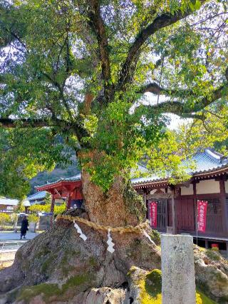 観音寺(四国第六十九番)の参拝記録(mi♡mikaさん)