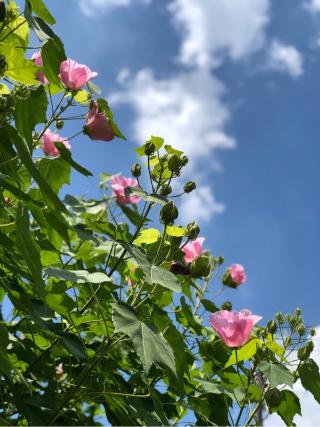 御霊神社の参拝記録(アマテラスさん)
