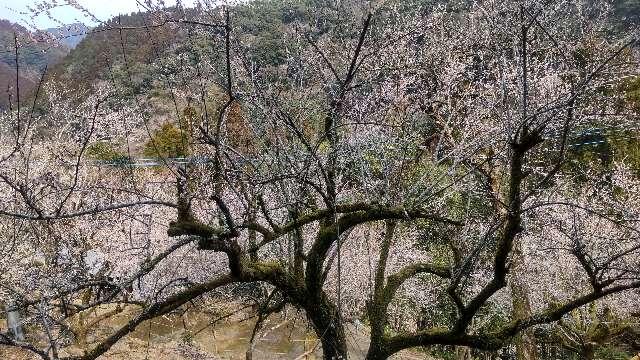 速川神社の参拝記録5