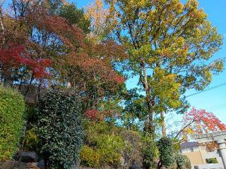 坂井神社の参拝記録(ジョージ。さん)