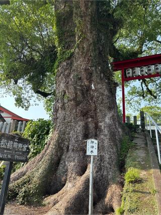 松橋神社の参拝記録(ほちさん)