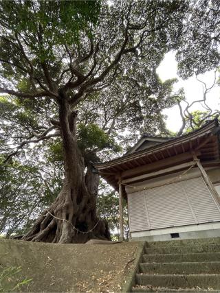 浅間神社の参拝記録(ねこチャリさん)