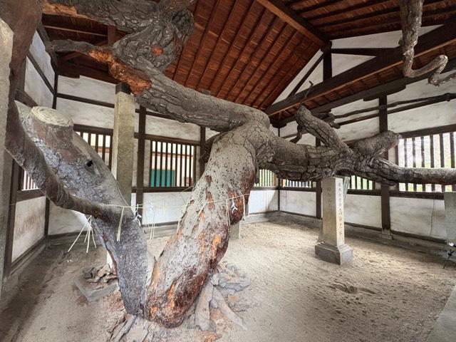 兵庫県高砂市高砂町東宮町190 尉姥神社（高砂神社境内摂社）の写真4