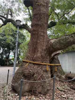 楠神社の参拝記録(⛩️🎠🐢まめ🐢🎠⛩️さん)