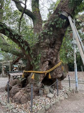 楠神社の参拝記録(⛩️🎠🐢まめ🐢🎠⛩️さん)