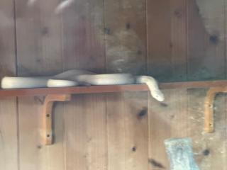 赤水蛇石神社の参拝記録(ドラゴンさん)