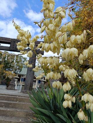 諏訪神社の参拝記録(ゆみねえさん)