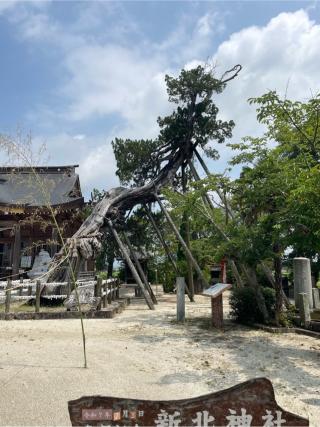新北神社の参拝記録(こうじさん)