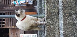 雨宝山 誕生堂の参拝記録(としさんさん)