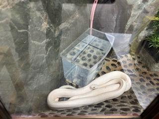 白龍神社の参拝記録(ムツツクモさん)
