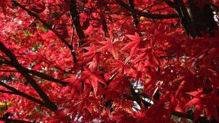 東寺　御影堂の参拝記録(うさこさん)