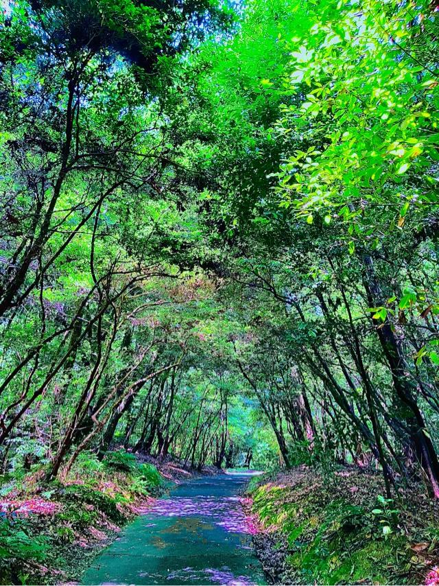 神明社（氷上姉子神社境内末社）の参拝記録4