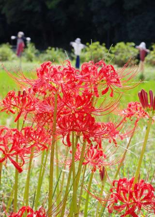 結縁寺の参拝記録(じんちゃんさん)