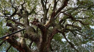 住吉神社の参拝記録(Roseさん)