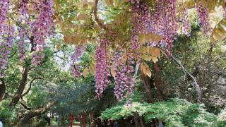 五所稲荷神社の参拝記録( 14th moonさん)