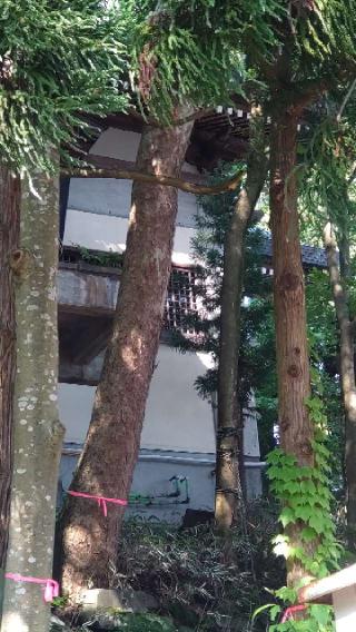 太平山三吉神社 総本宮の参拝記録(ステイさん)