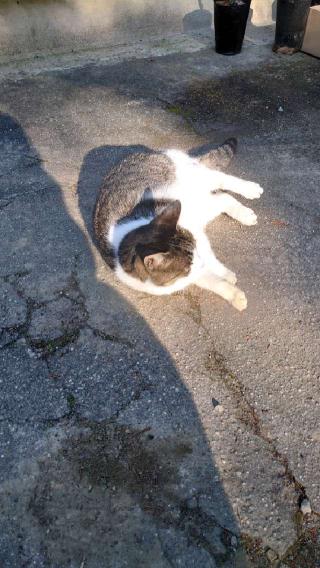 玉野御嶽神社の参拝記録(鷹さん)