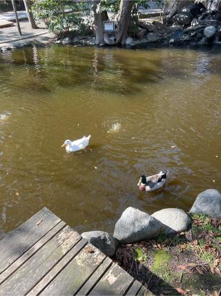 鶴峯山稲荷社(平塚八幡宮境内社)の参拝記録(⛩️🎠🐢まめ🐢🎠⛩️さん)