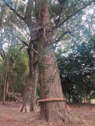 新田神社の参拝記録( 14th moonさん)