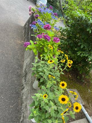 國分八幡宮の参拝記録(まねきねこさん)