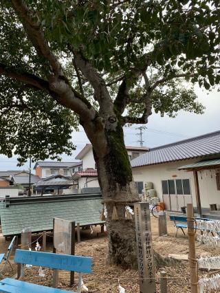 平石井神社の参拝記録(Sancheさん)