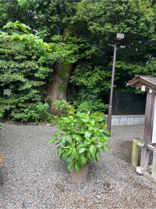 月讀社（阿佐ヶ谷神明宮摂社）の参拝記録(⛩️🐍🐢まめ🐢🐍⛩️さん)