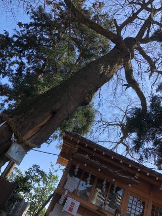 井口大歳神社の参拝記録(やんまさん)