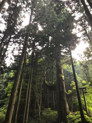 武蔵御嶽神社奥の院の参拝記録(千葉犬🐶さん)