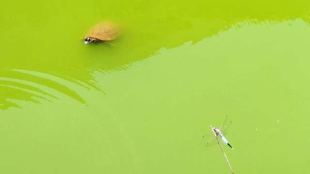厳島神社（笠島弁天社）（磐井神社境内）の参拝記録4