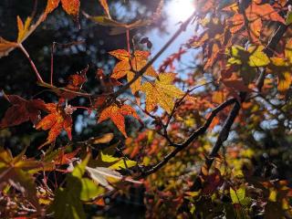 愛宕秋葉神社の参拝記録(恭子さん)