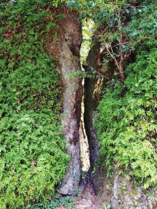 岩屋神社の参拝記録(なぬなぬさん)