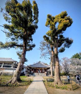 真間山 弘法寺の参拝記録(こた６こじ６さん)