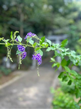 蜂穴神社の参拝記録(よーこさん)