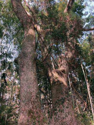 加勢神社の参拝記録( 14th moonさん)