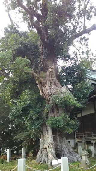 熊野神社（三輪熊野神社）の参拝記録(miyumikoさん)